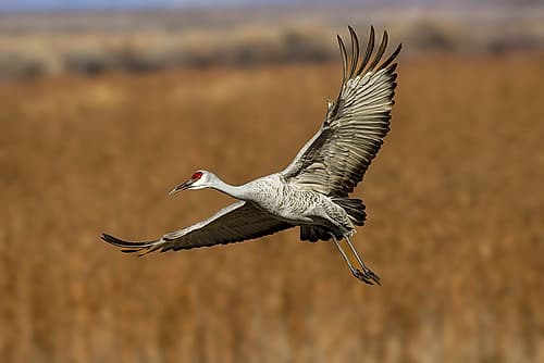 Sandhill crane in flight. Bosque del Apache National Wildlife Refuge, New Mexico Art Print